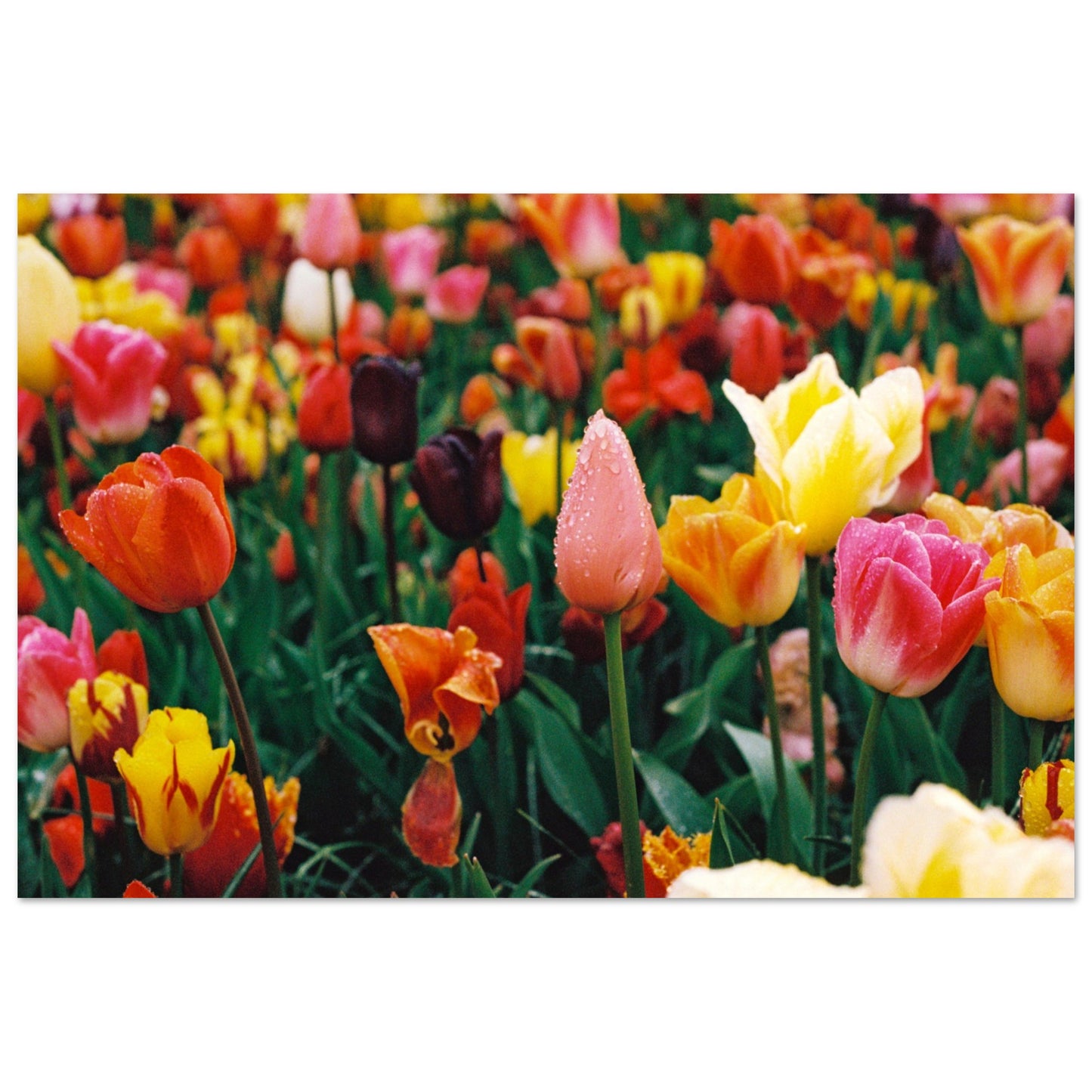 14bfbcda-e279-4d6f-ba2a-a996806a491a