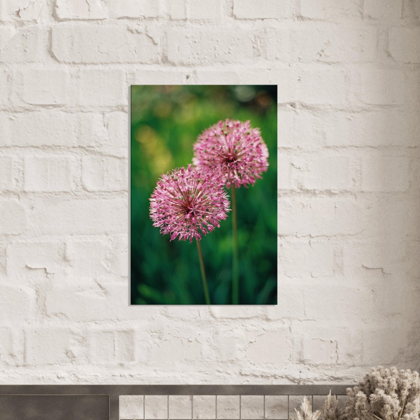 Pair of Pink Allium Blooms