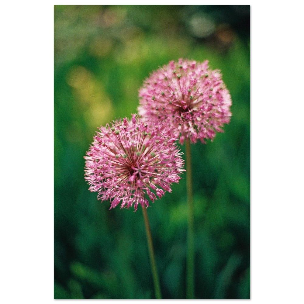 Pair of Pink Allium Blooms