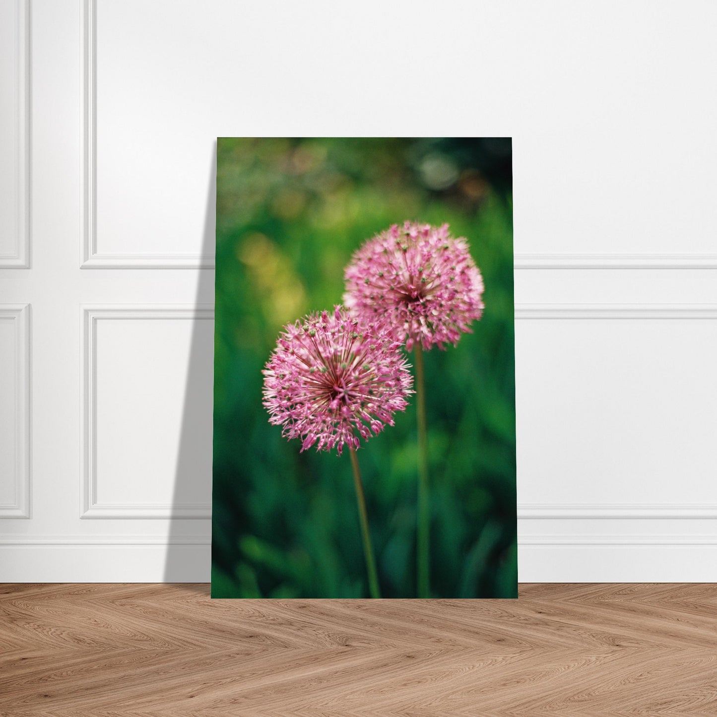 Pair of Pink Allium Blooms