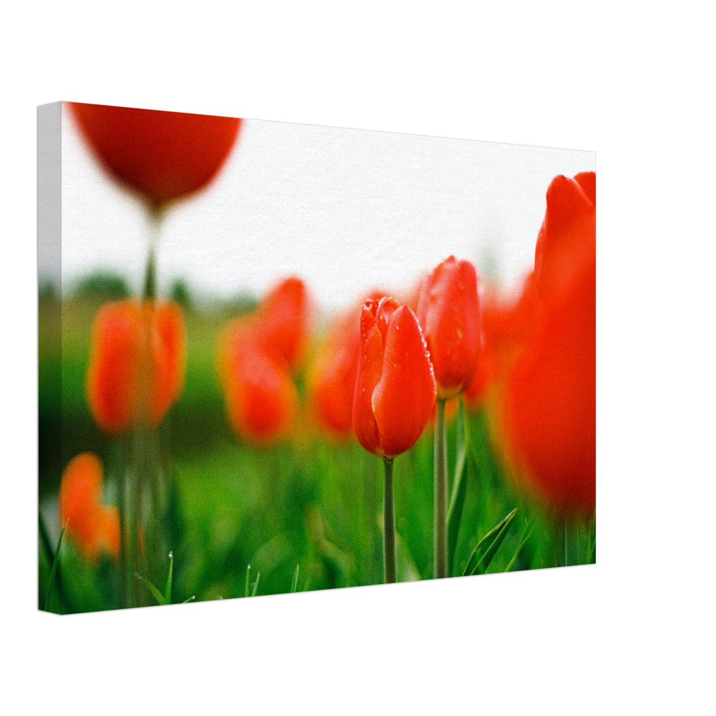 Dutch Tulip Field № 6