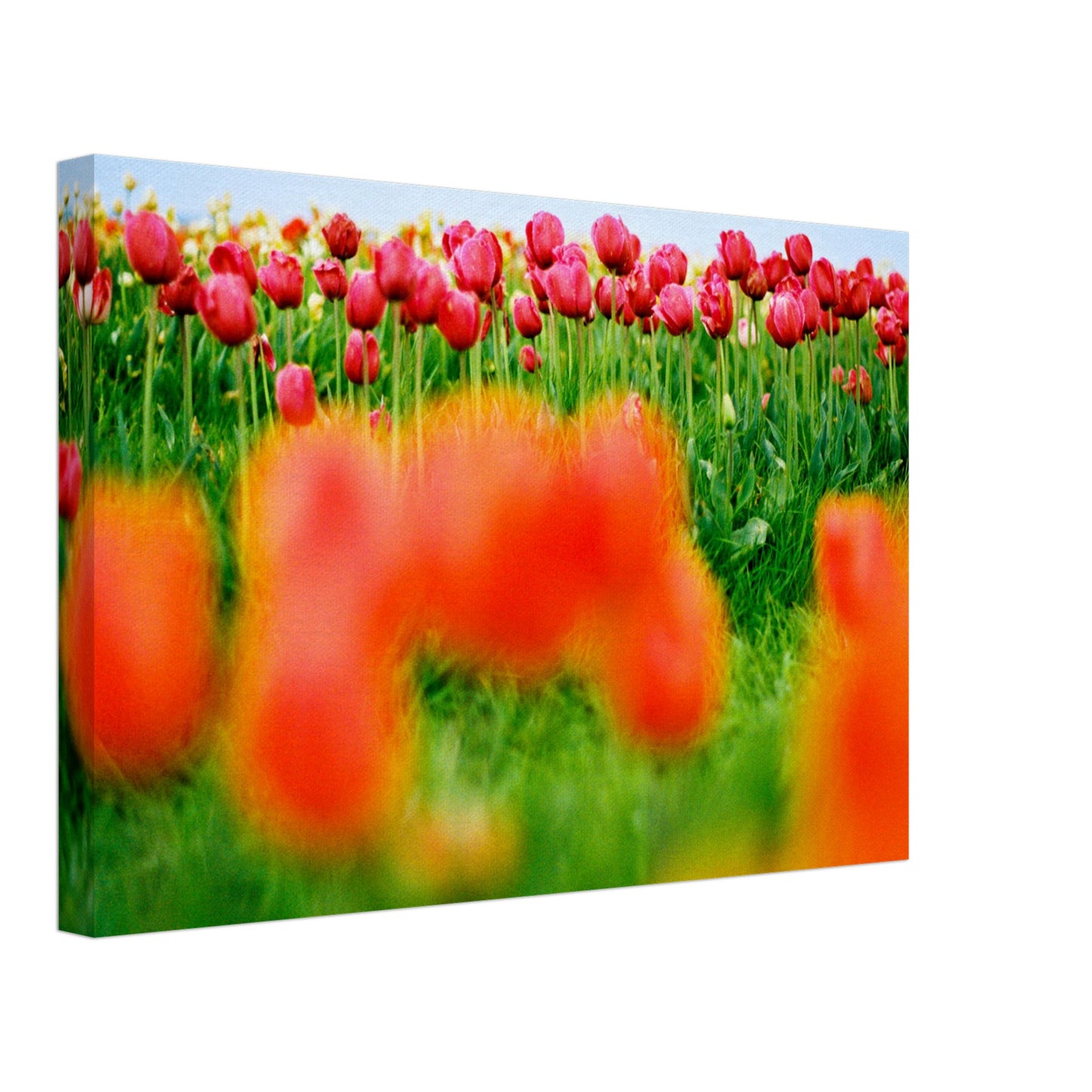 Dutch Tulip Field № 7