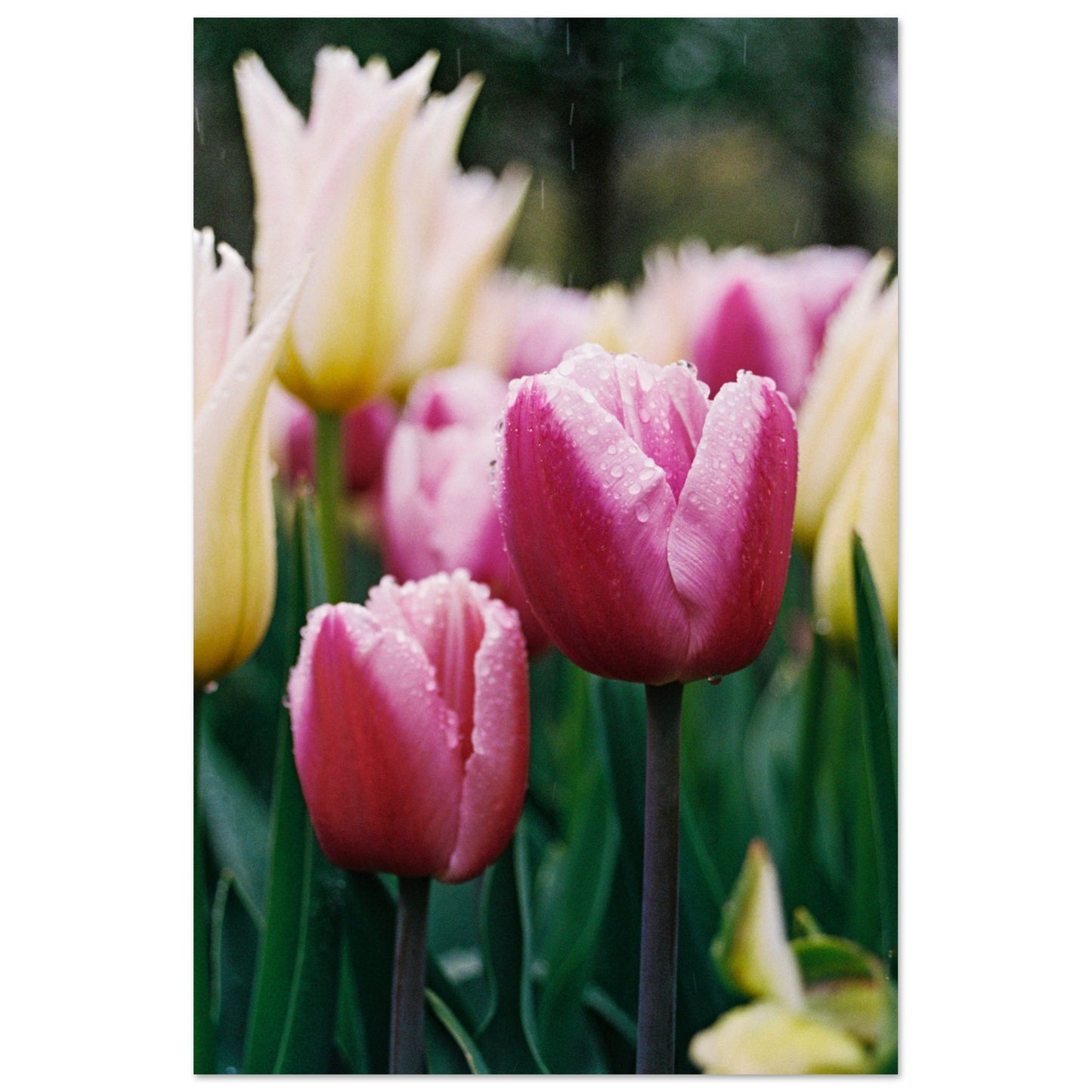 Dutch Tulip Field № 20