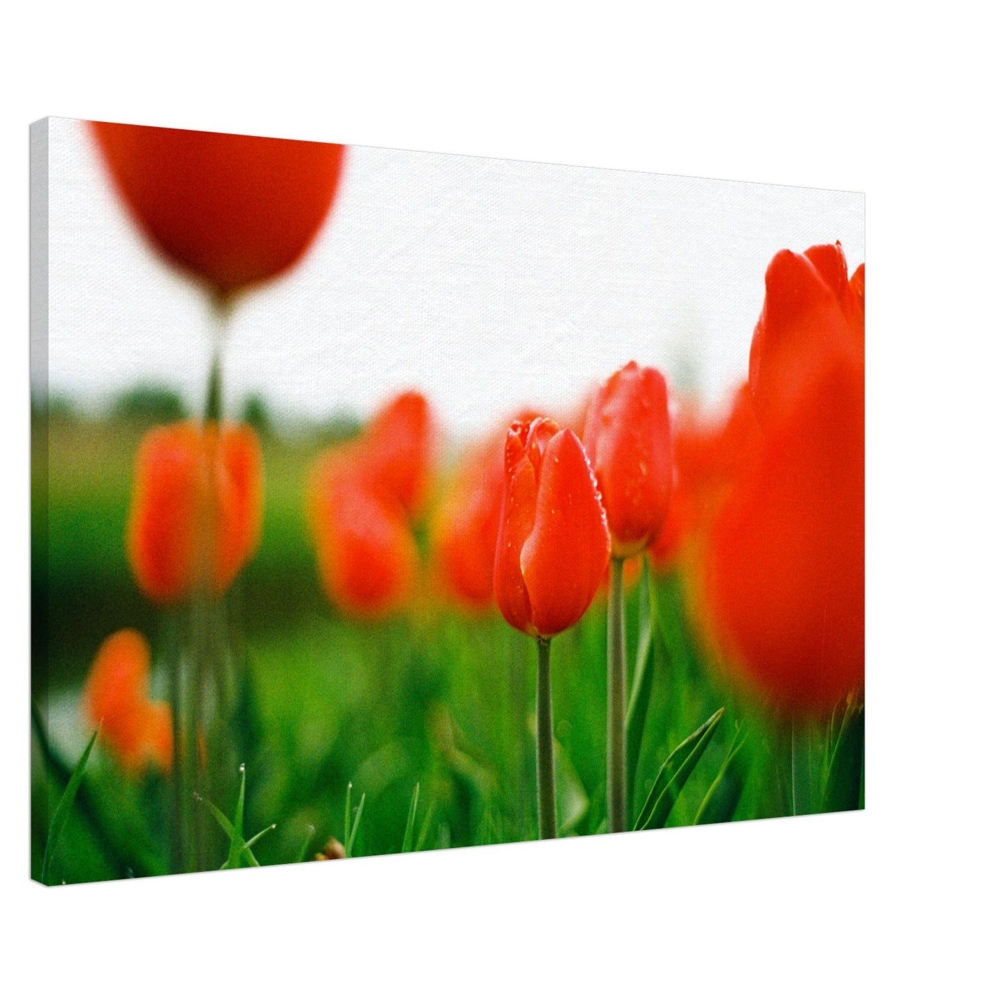 Dutch Tulip Field № 6
