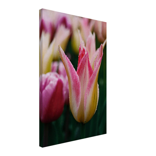 Dutch Tulip Field № 21