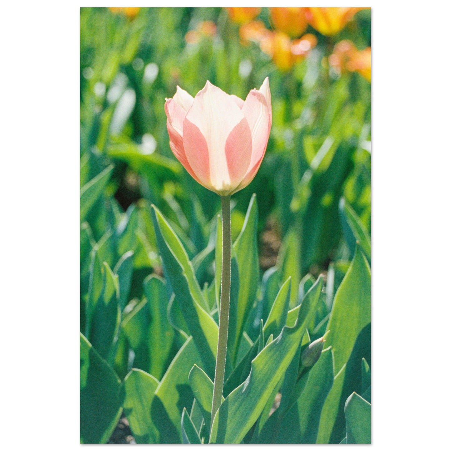 Dutch Tulip Field № 10