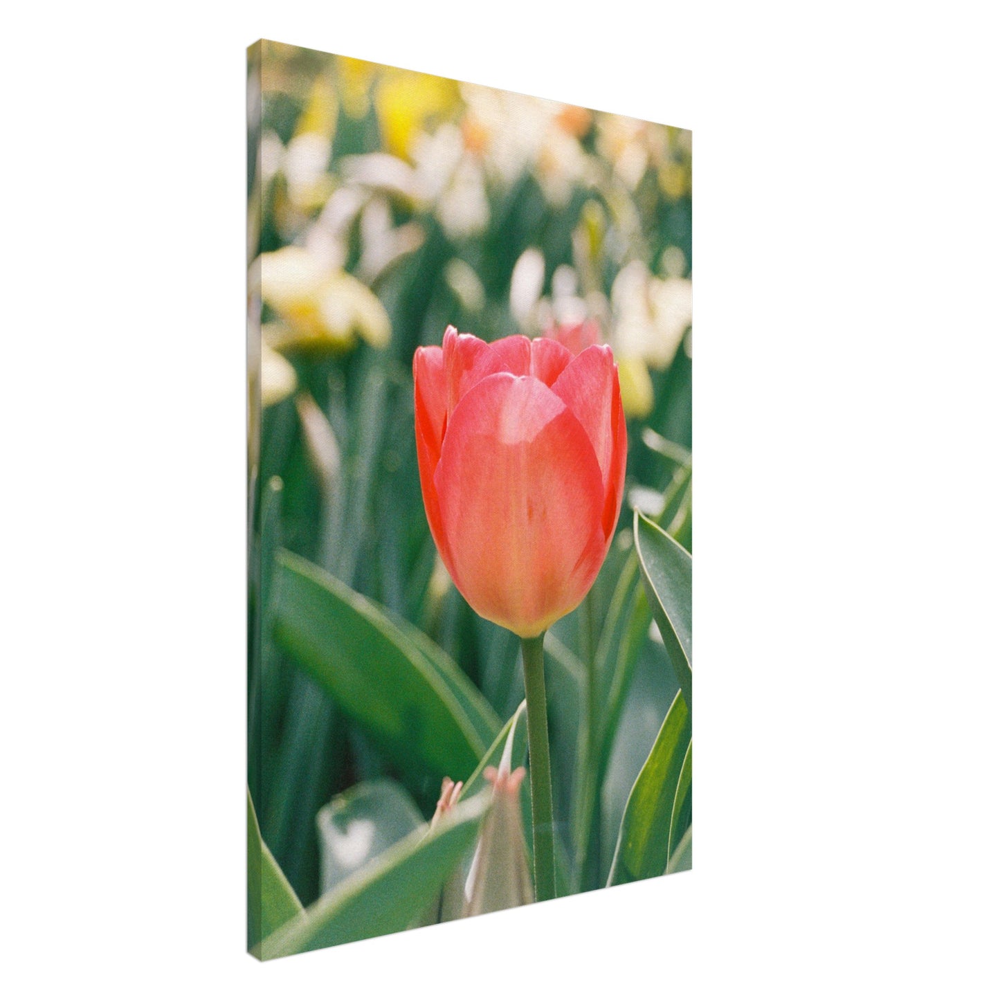 Dutch Tulip Field № 14