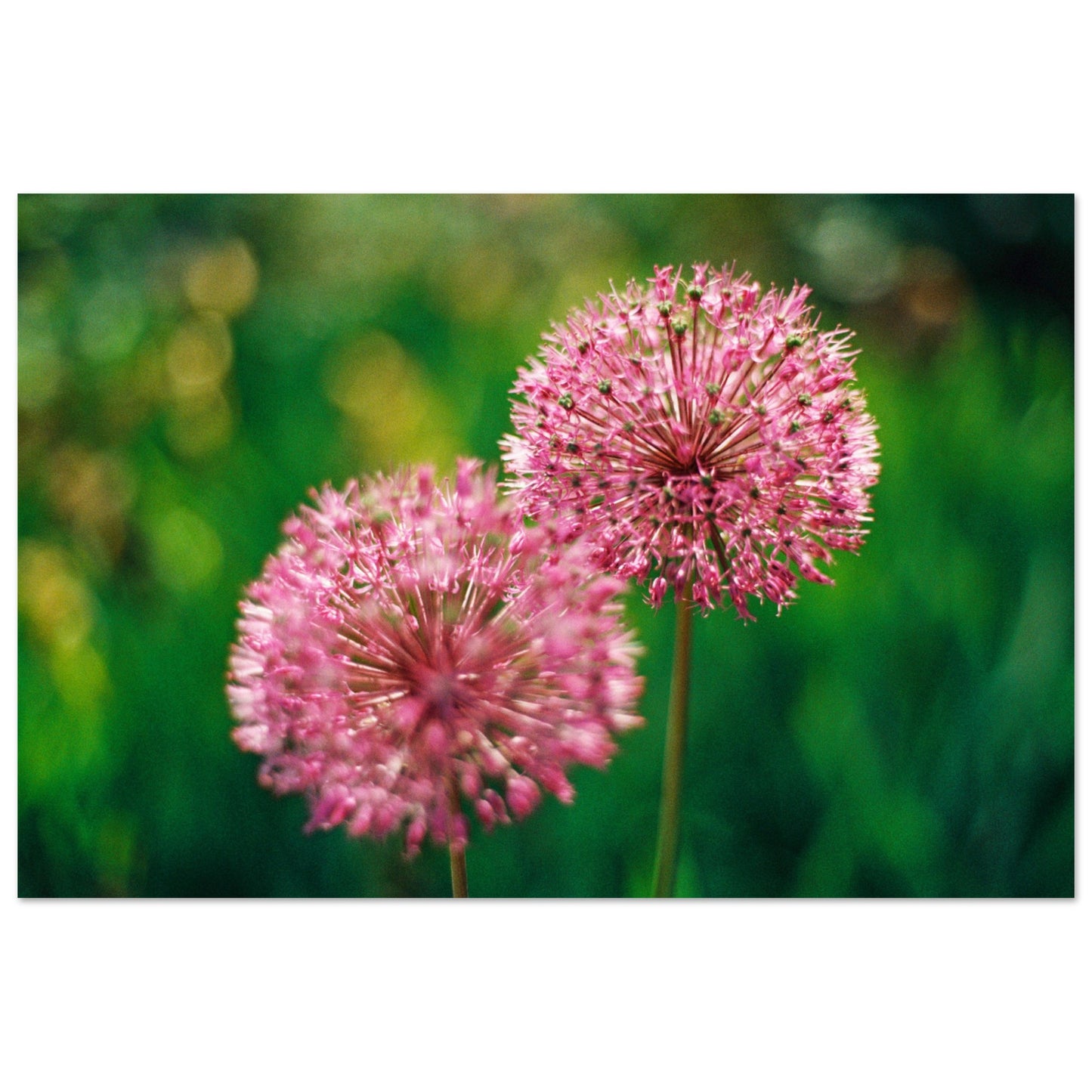 bae61f9b-b775-4d01-a767-d6ca83bde8e1