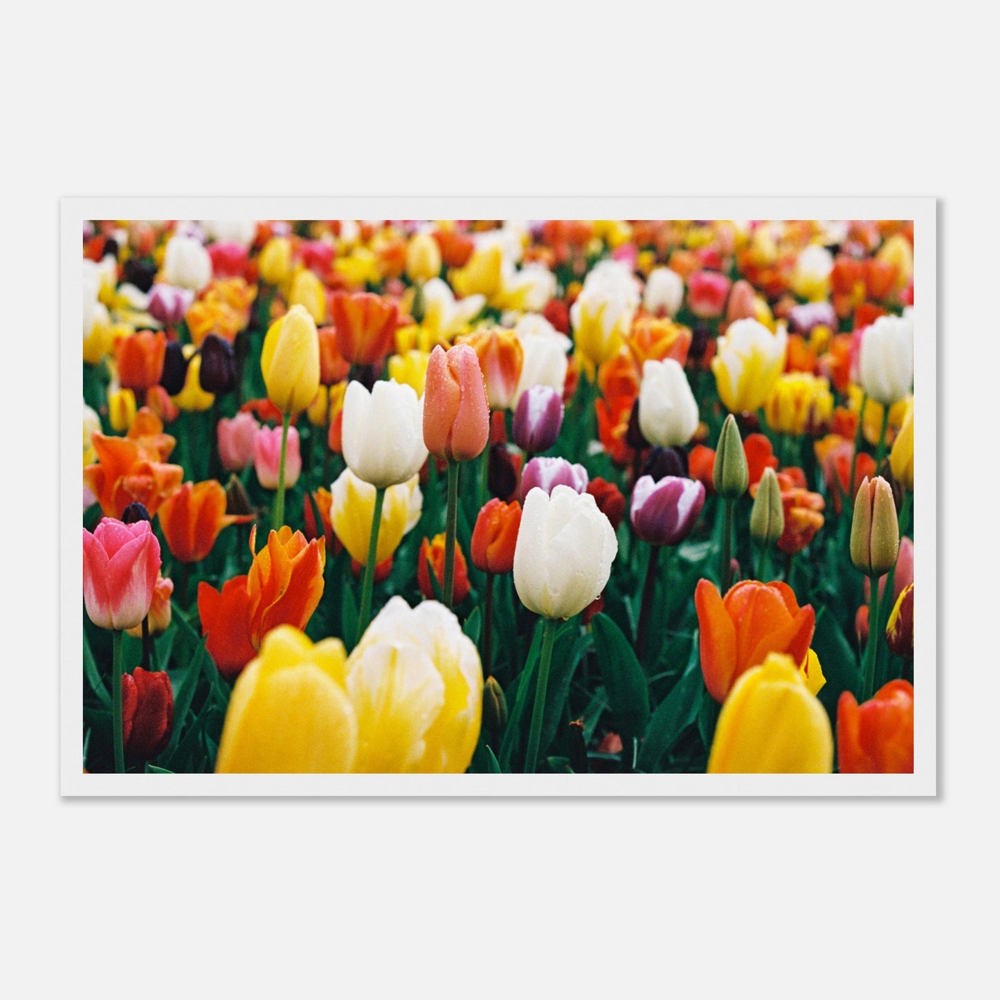 c51d5158-f115-4f54-8f0f-f3466a550d3a