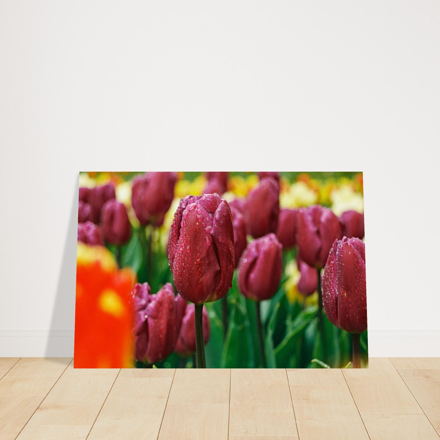 Dutch Tulip Field № 5