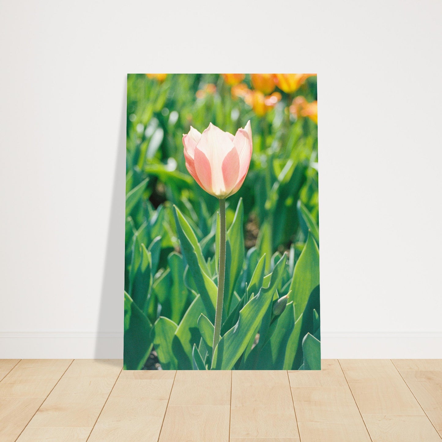 Dutch Tulip Field № 10