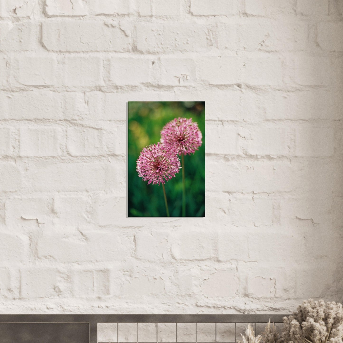 Pair of Pink Allium Blooms