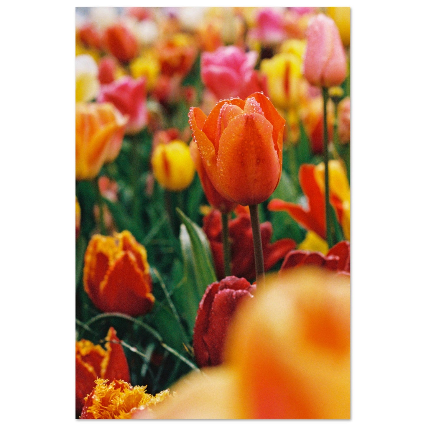 Dutch Tulip Field № 9