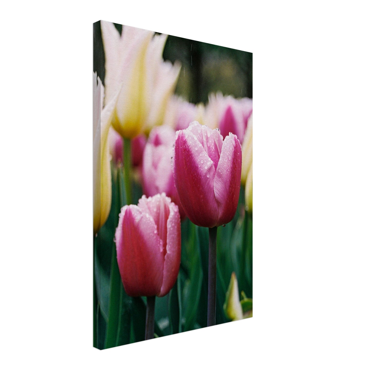 Dutch Tulip Field № 20