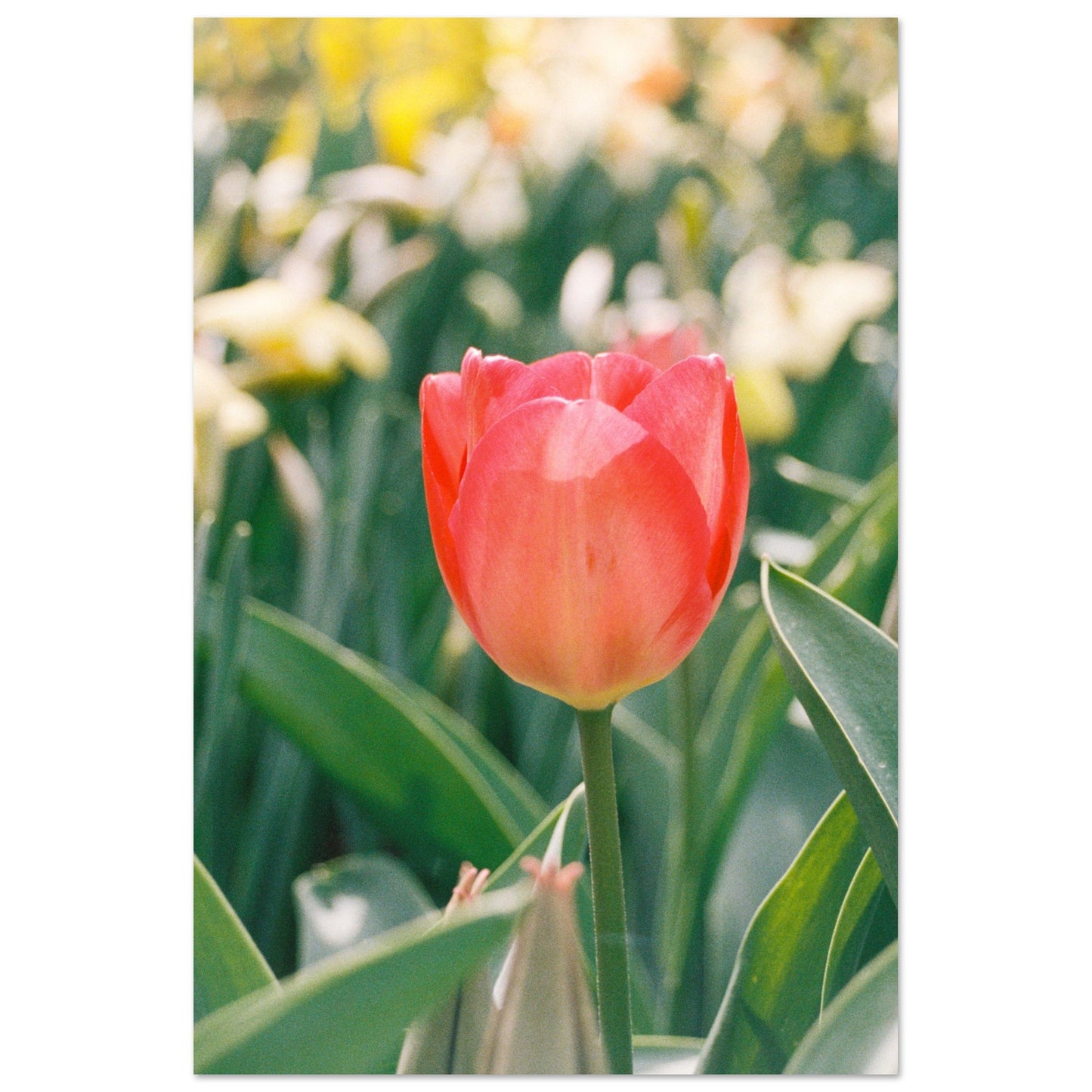 Dutch Tulip Field № 14