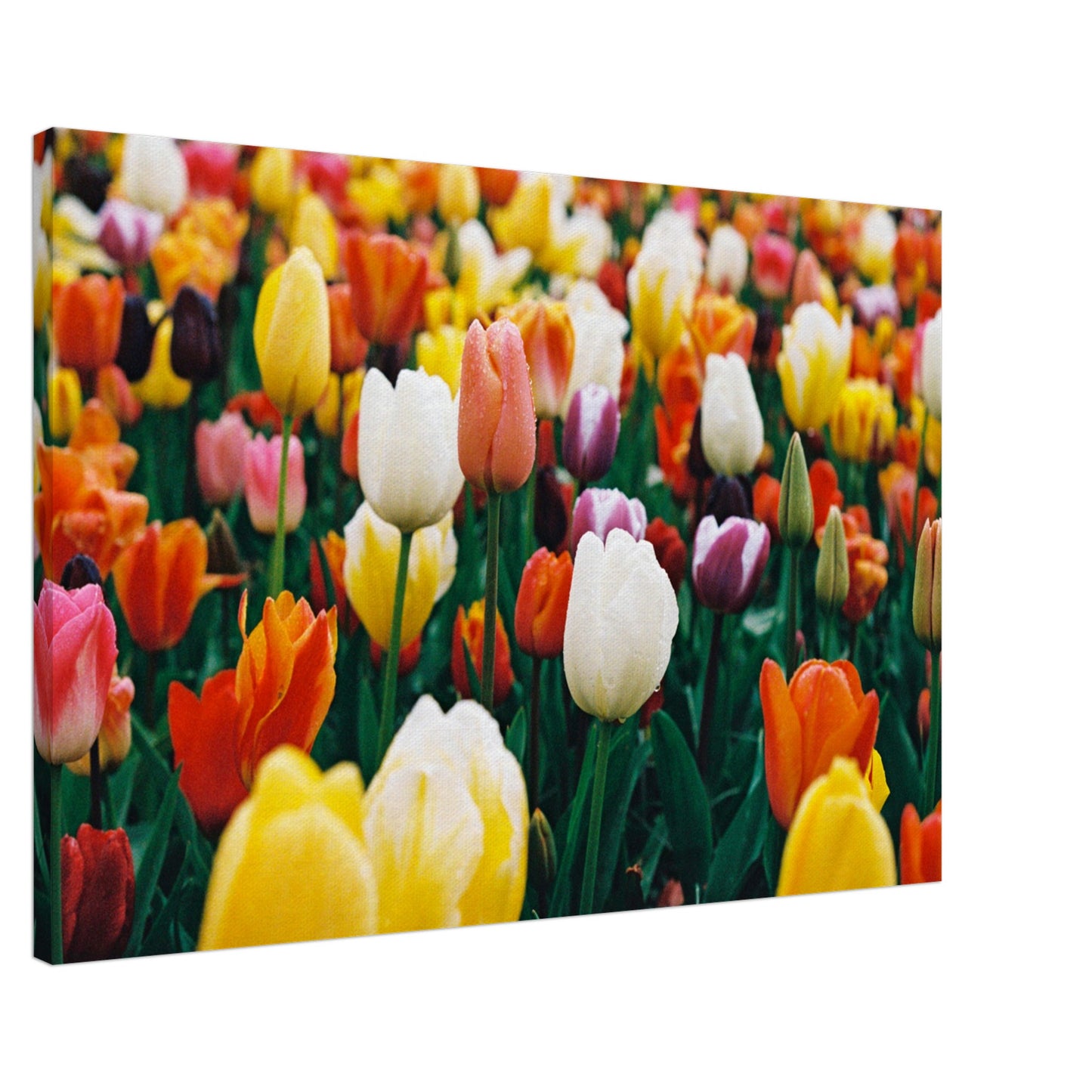 Dutch Tulip Field № 8