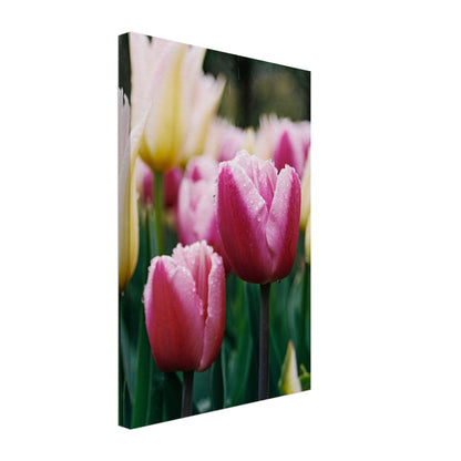 Dutch Tulip Field № 20