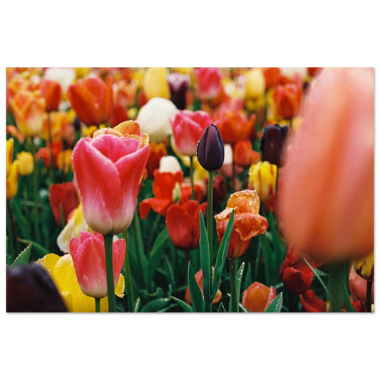 Dutch Tulip Field № 18