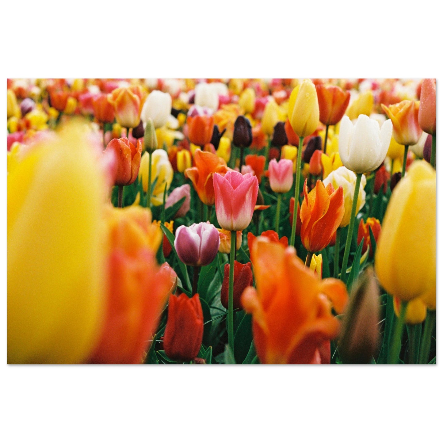 Dutch Tulip Field № 3