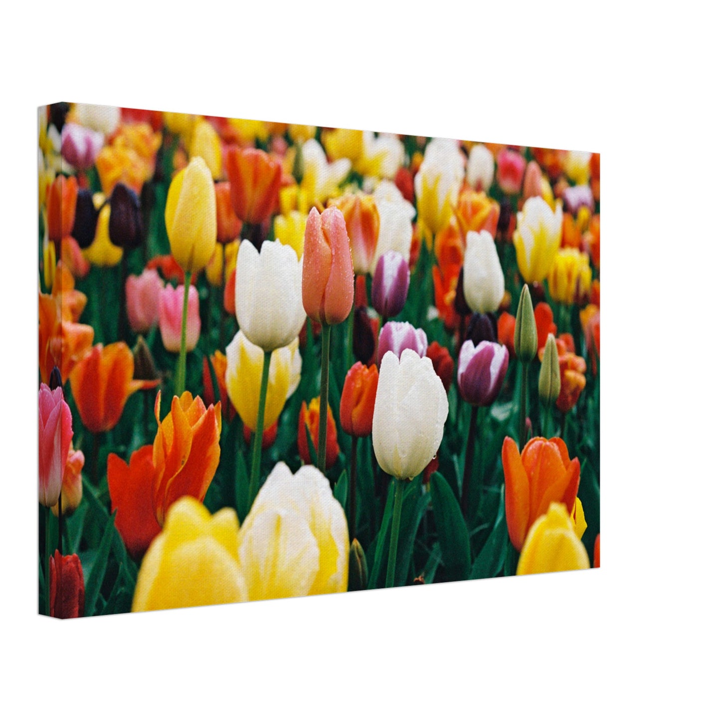 Dutch Tulip Field № 8