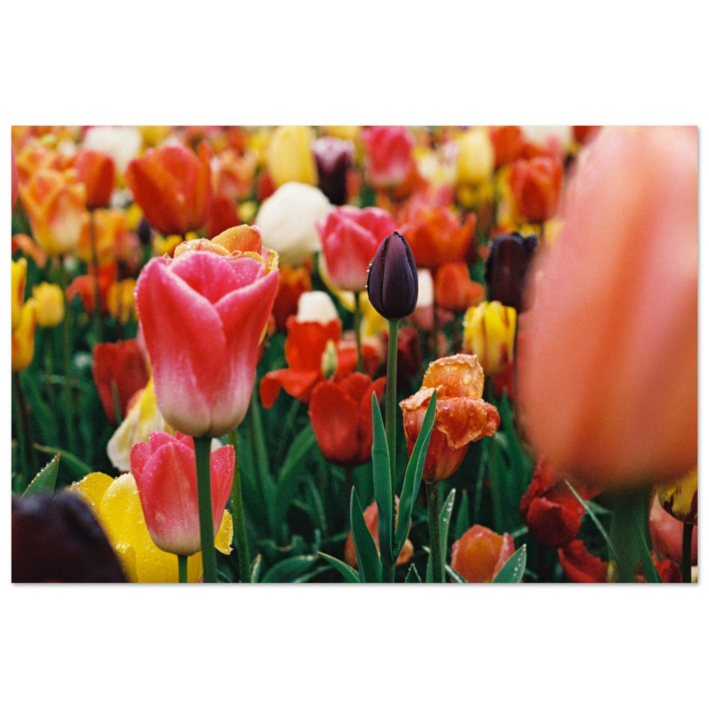 Dutch Tulip Field № 18