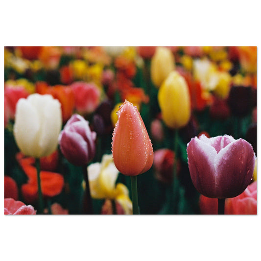 Dutch Tulip Field № 16