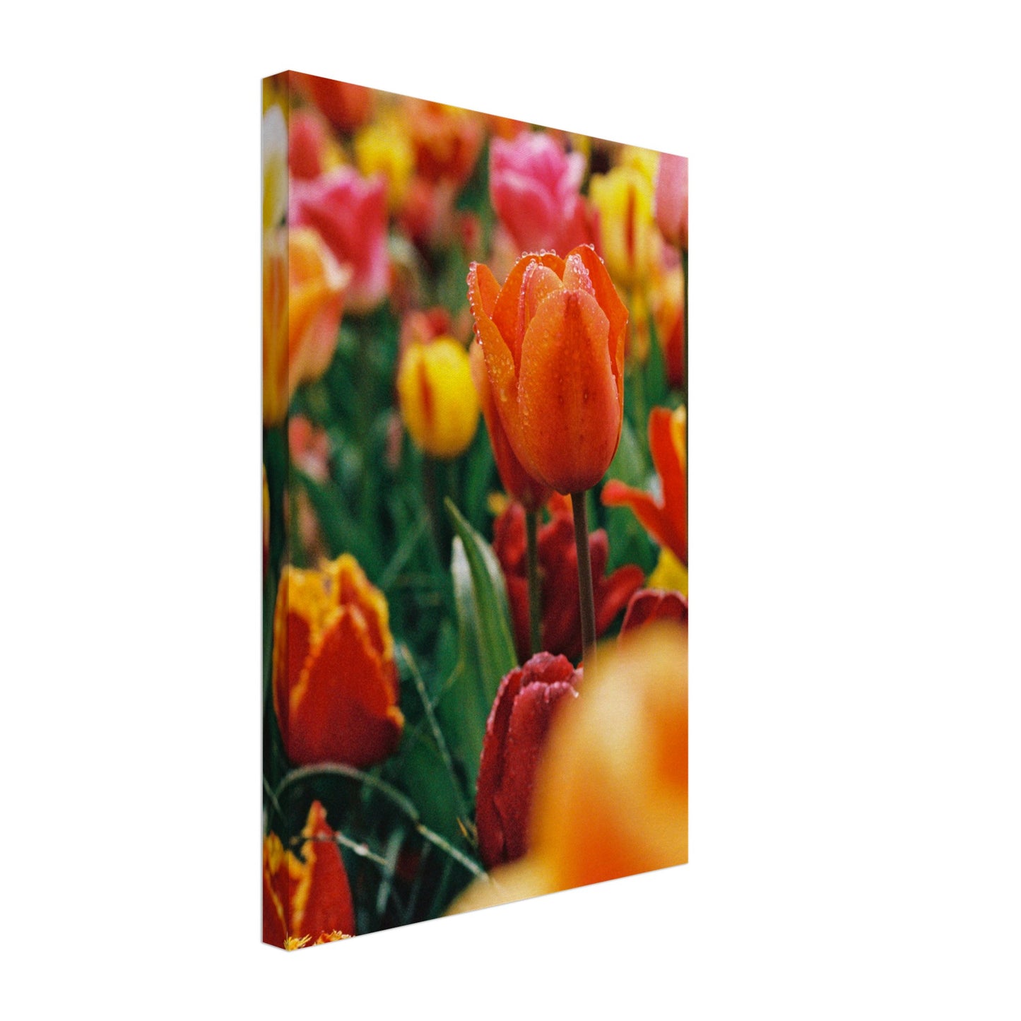 Dutch Tulip Field № 9
