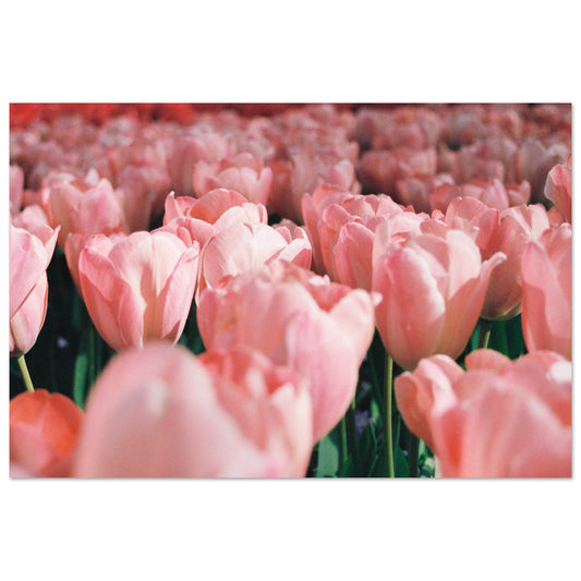 Dutch Tulip Field № 11