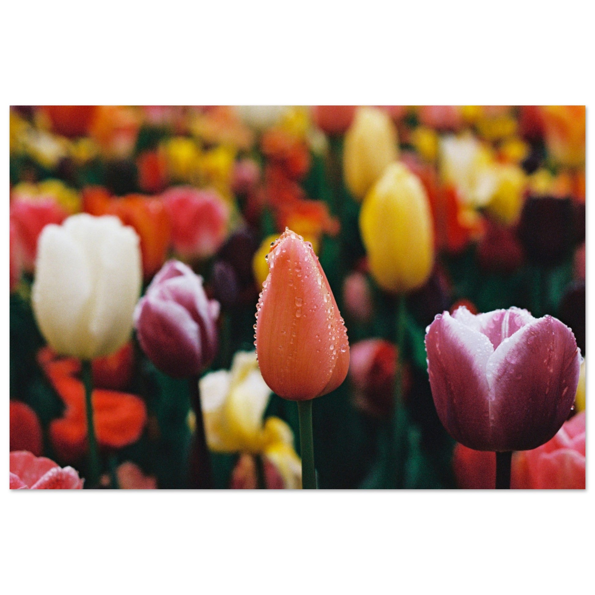 58f03229-ceea-496b-9f3c-f66365fcf820