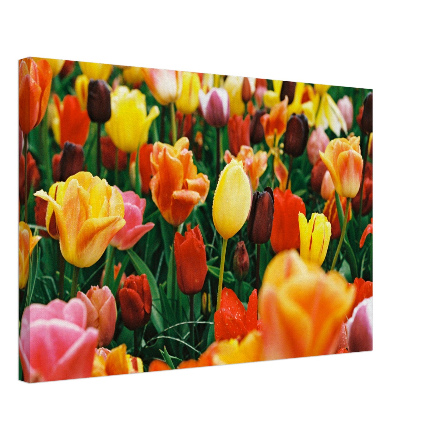 Dutch Tulip Field № 15