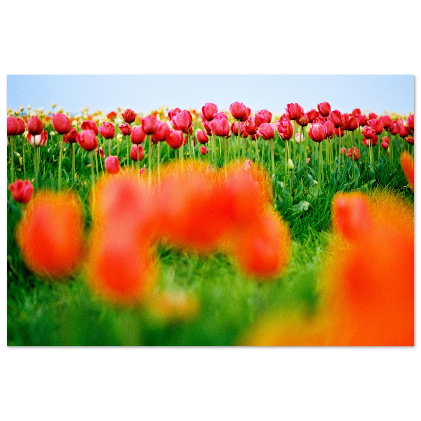 Dutch Tulip Field № 7