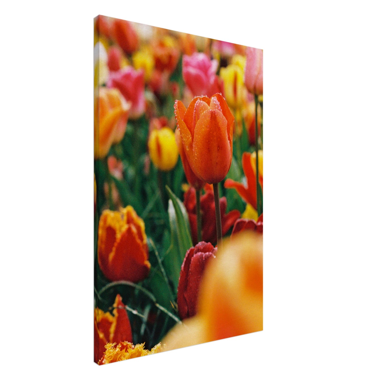 Dutch Tulip Field № 9