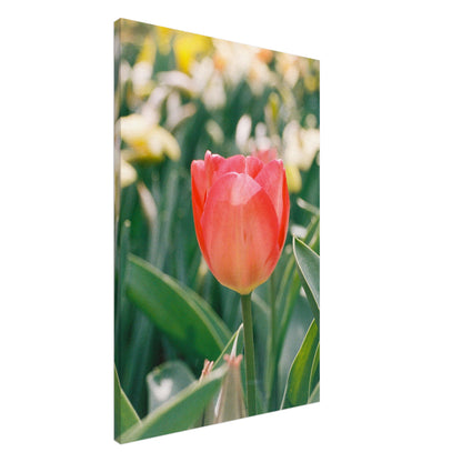 Dutch Tulip Field № 14