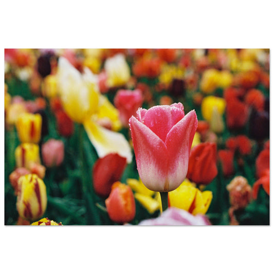 Dutch Tulip Field № 17