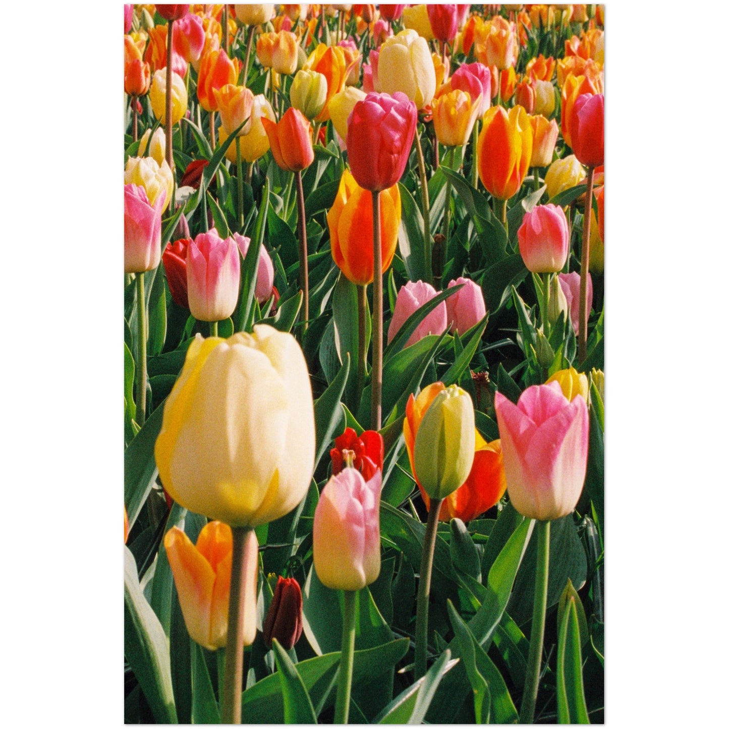 Dutch Tulip Field № 1