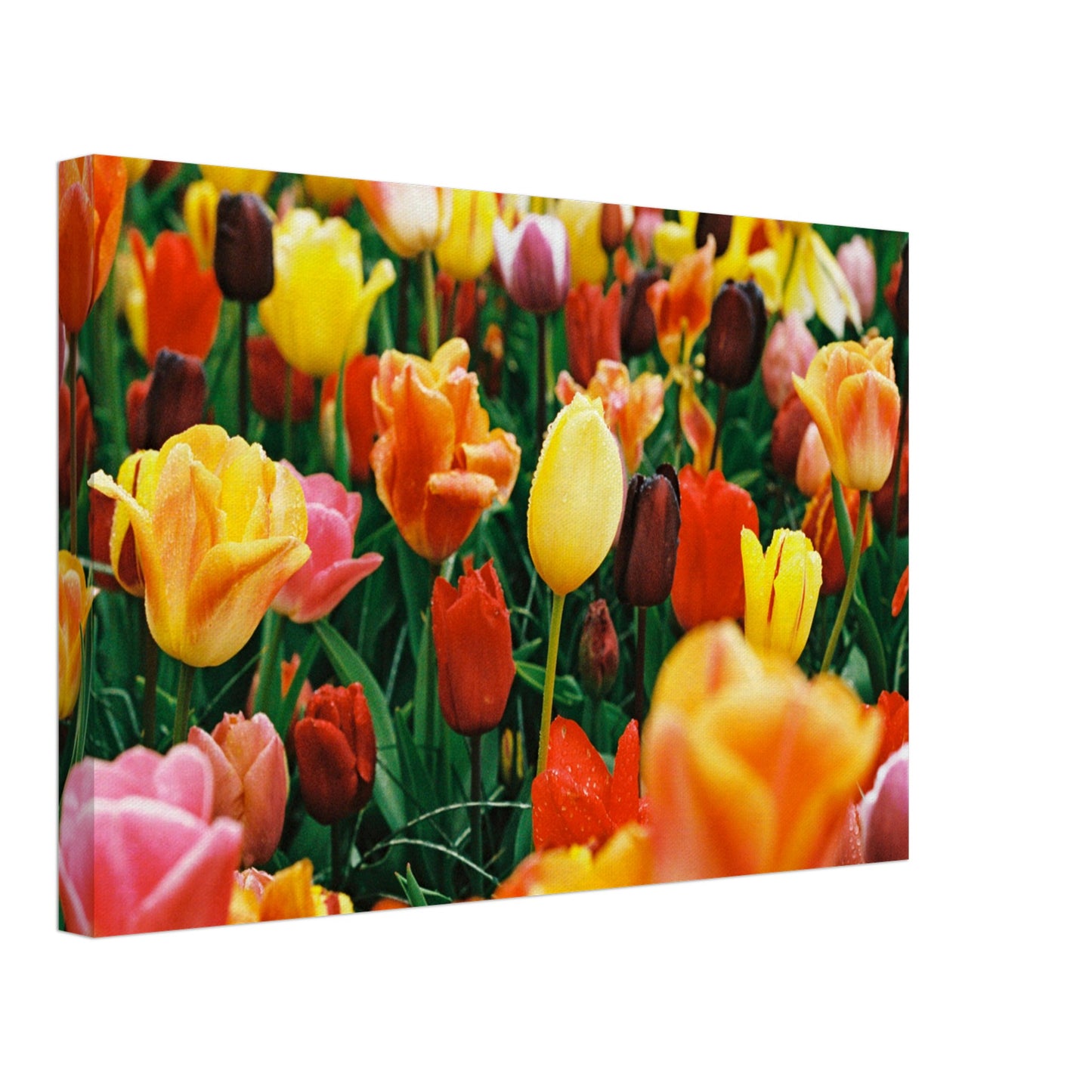 Dutch Tulip Field № 15