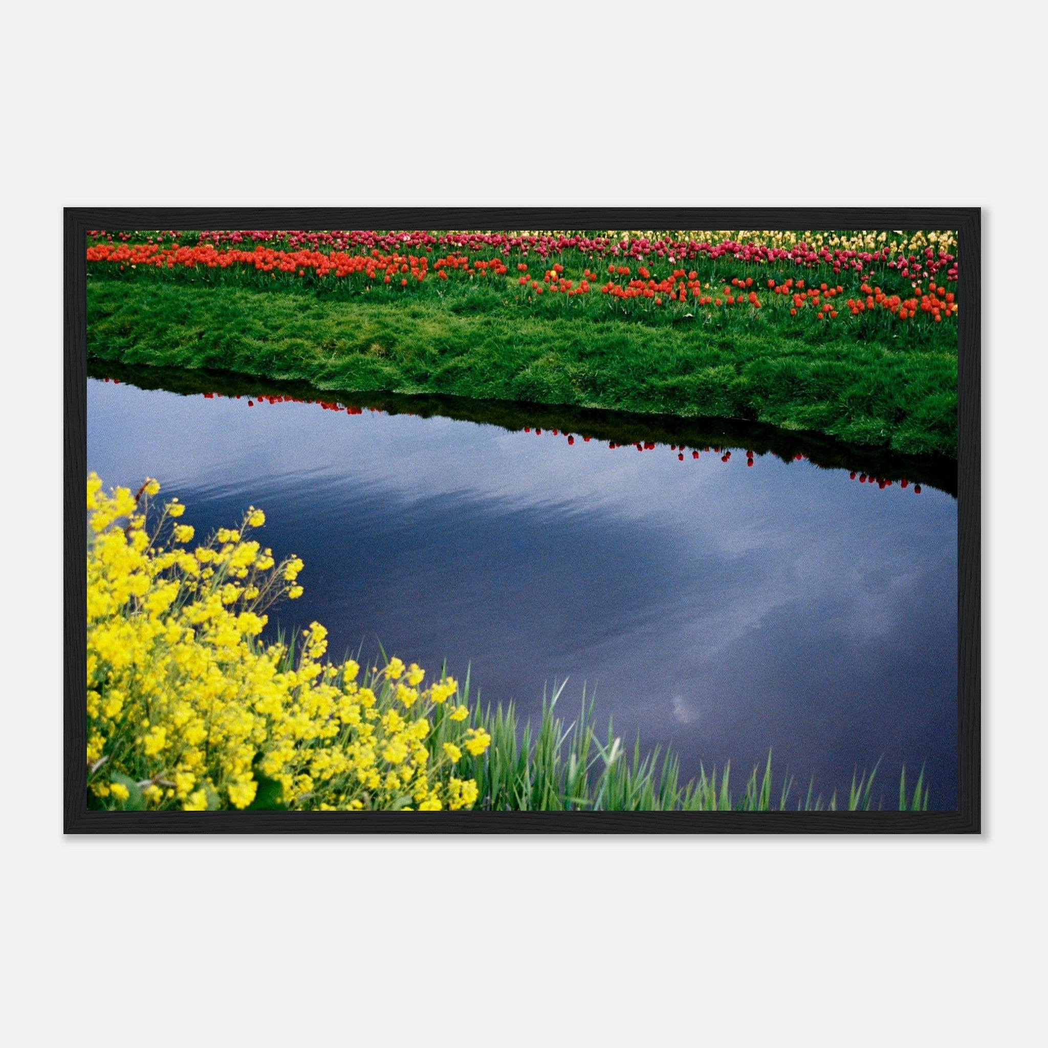 Dutch Tulip Field № 25 – Luminescence