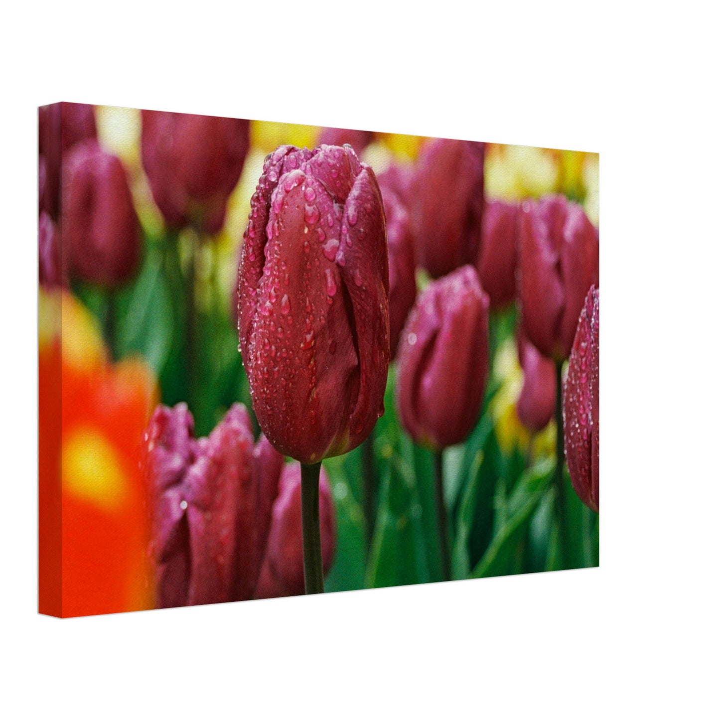 Dutch Tulip Field № 5