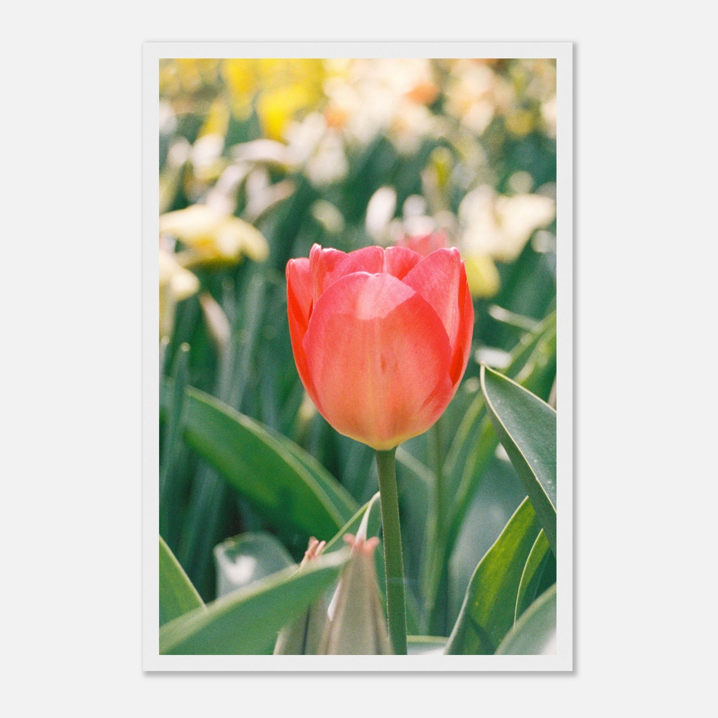 fcea8000-df53-4278-85f0-a0adb8a68c86